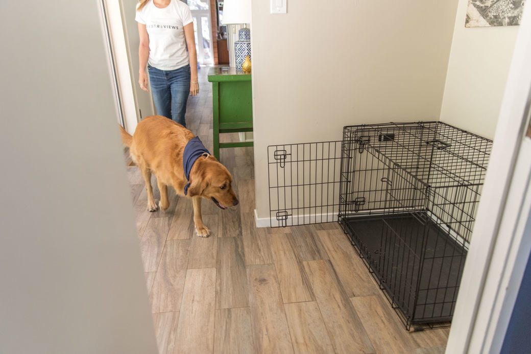 5 Best Dog Crates Aug. 2021 BestReviews