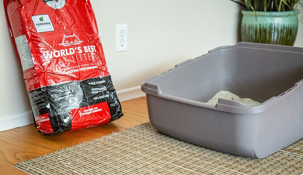 4 Best Cat Litter Aug. 2021 BestReviews