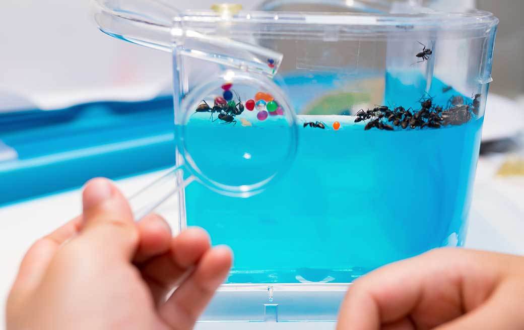 5 Best Ant Farms May 2021 BestReviews