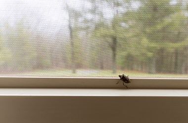 How to get rid of stink bugs