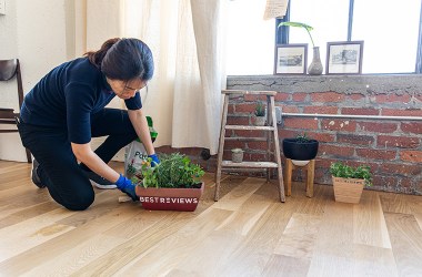 Indoor house plants you can also keep outside in summer