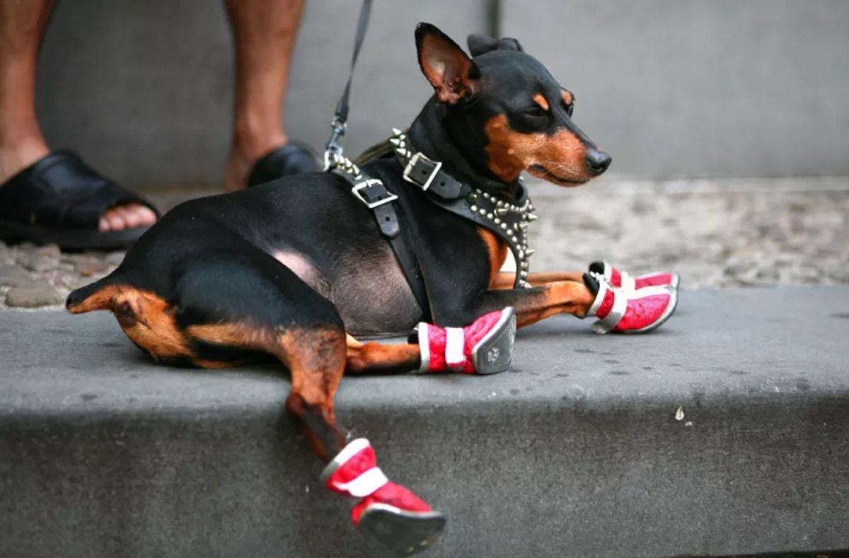 4 best dog shoes to buy for protecting your pet from the heat
