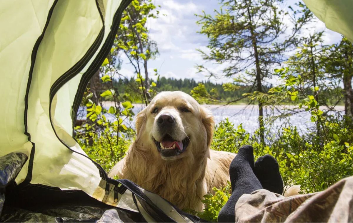 Everything you need to go camping with your pet