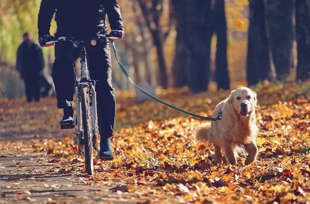 How do I bike with my dog?