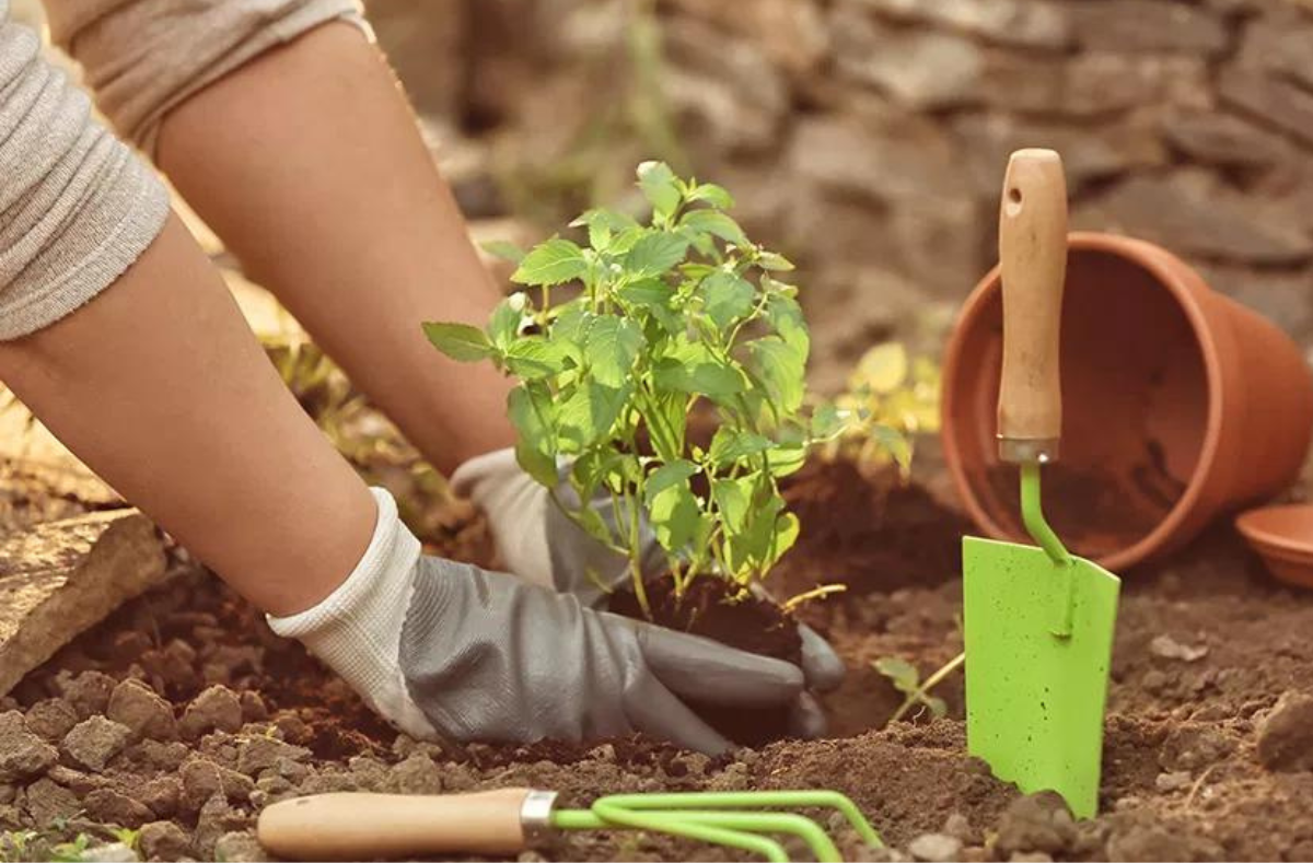 Best garden tools for beginners