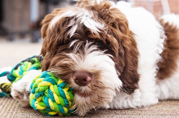 What are the best grooming products for cats and dogs?