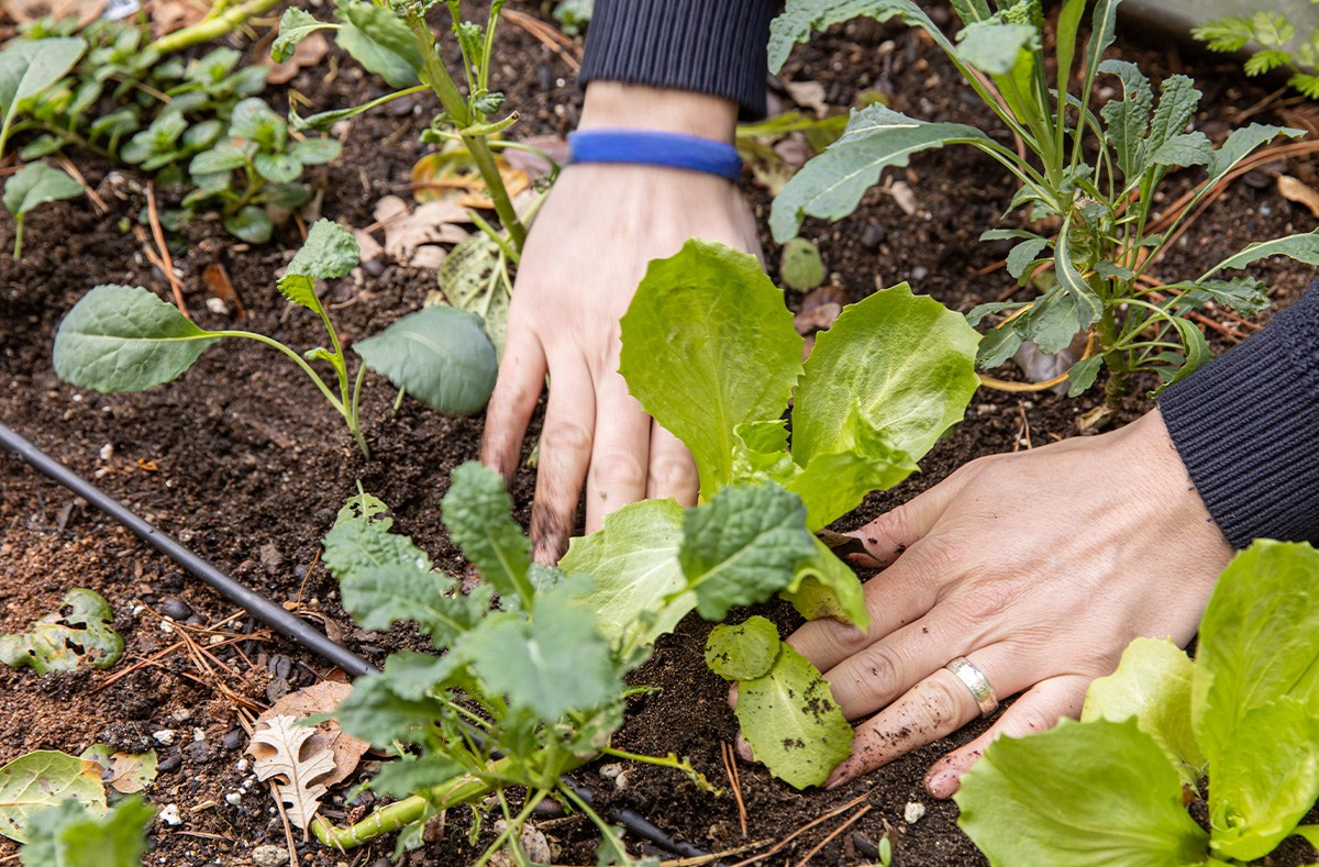 what-to-plant-in-july-best-vegetables-and-flowers-to-grow