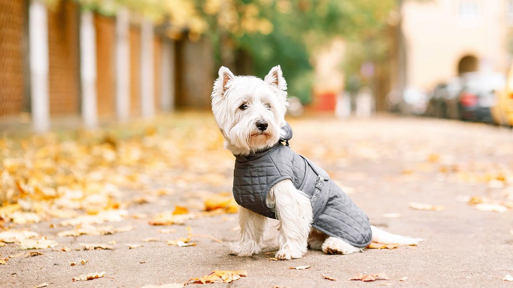 Best dog anxiety jacket