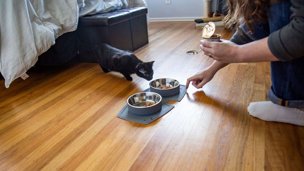 The 8 best Weruva cat foods