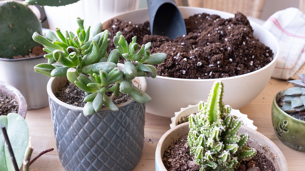 Best fertilizer for succulents