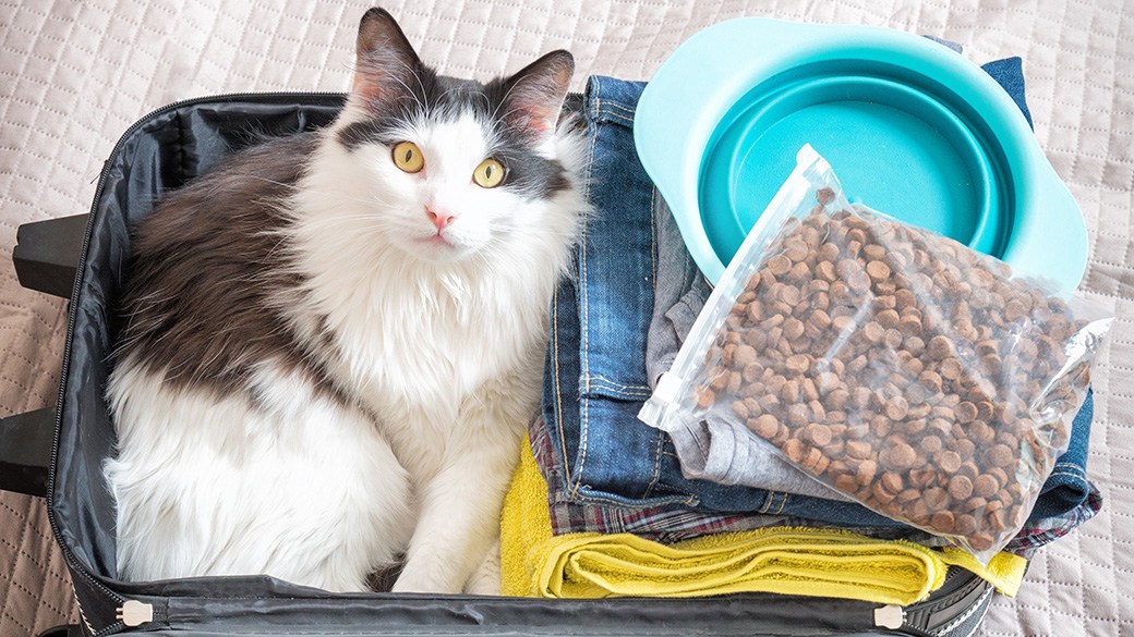 The Travel Buddy Foldable All-in-One Double Bowl & Mat - Portable Cat Food & Water Dish / Your Cat Backpack