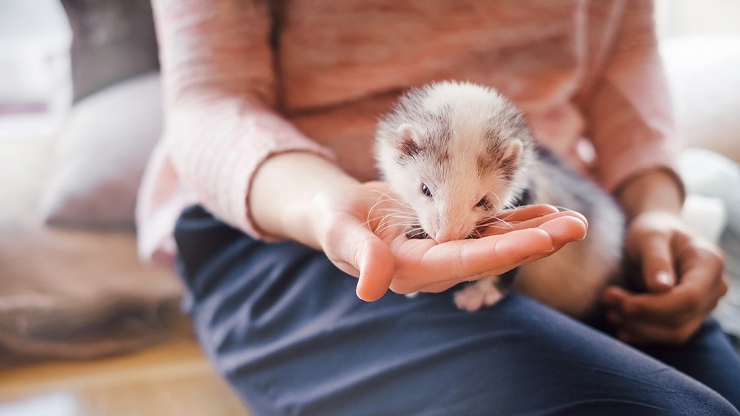 Best ferret food