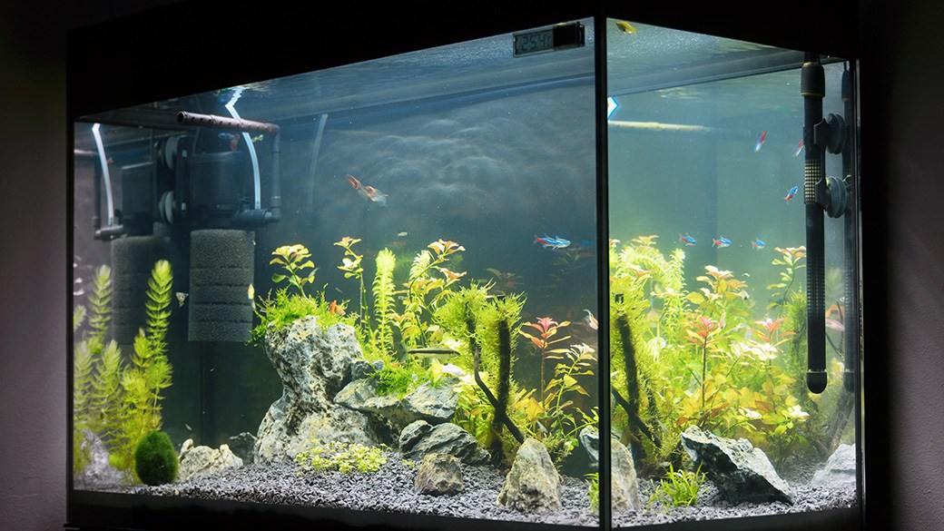 Best aquarium filter