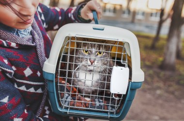 Best cat kennel