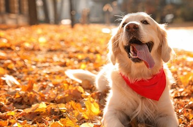 Best dog bandanas