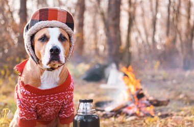 Best hats for dogs