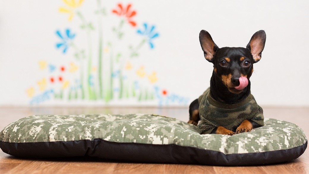 Best indestructible dog bed