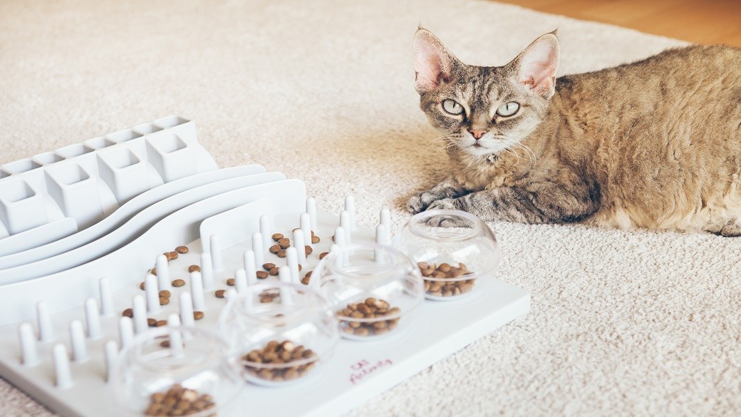 Best interactive cat feeders