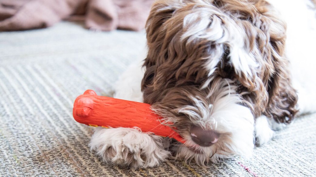 The best Outward Hound dog toy