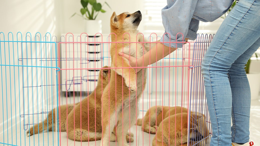 Best puppy playpen