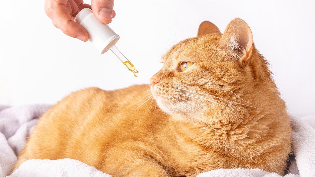 Best relaxant for cats