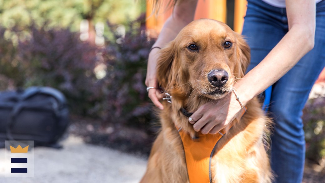 Best Ruffwear dog harness