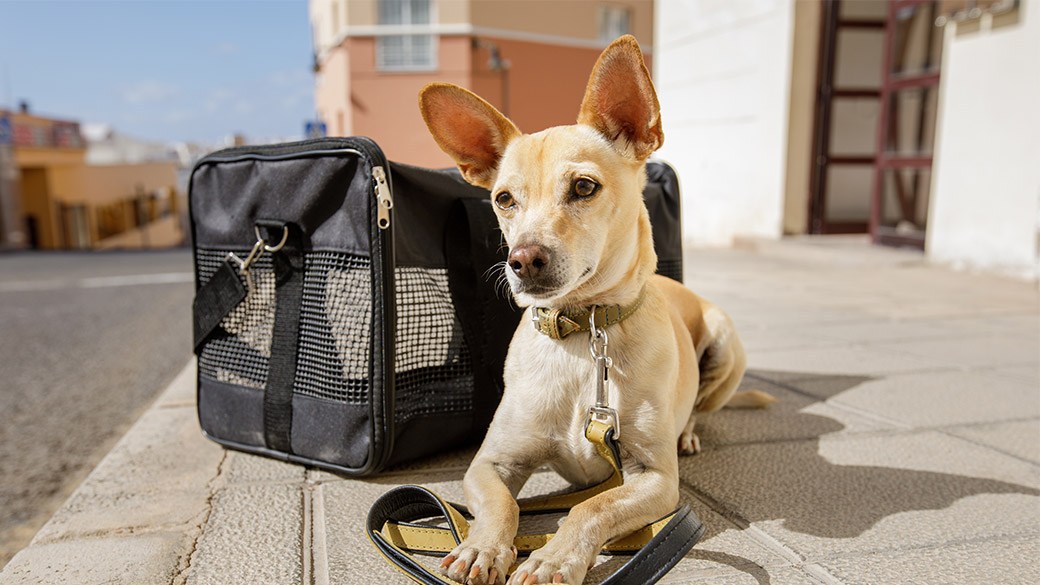 Air travel hot sale dog carrier