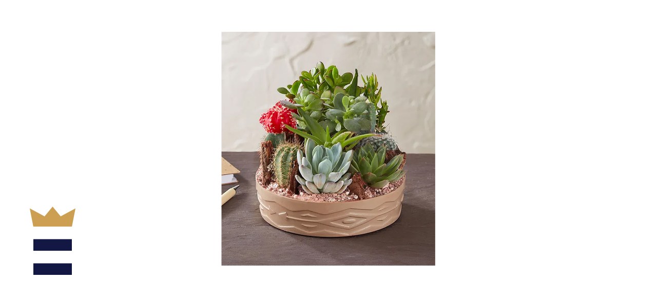 1-800 Flowers Cactus Dish Garden