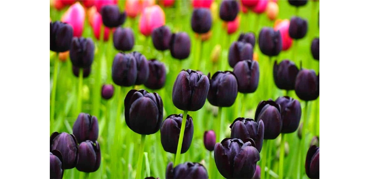 Black Tulip Bulbs