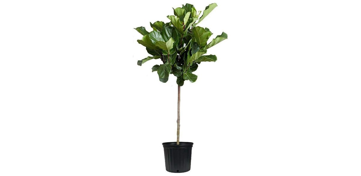 Fiddle leaf fig plant