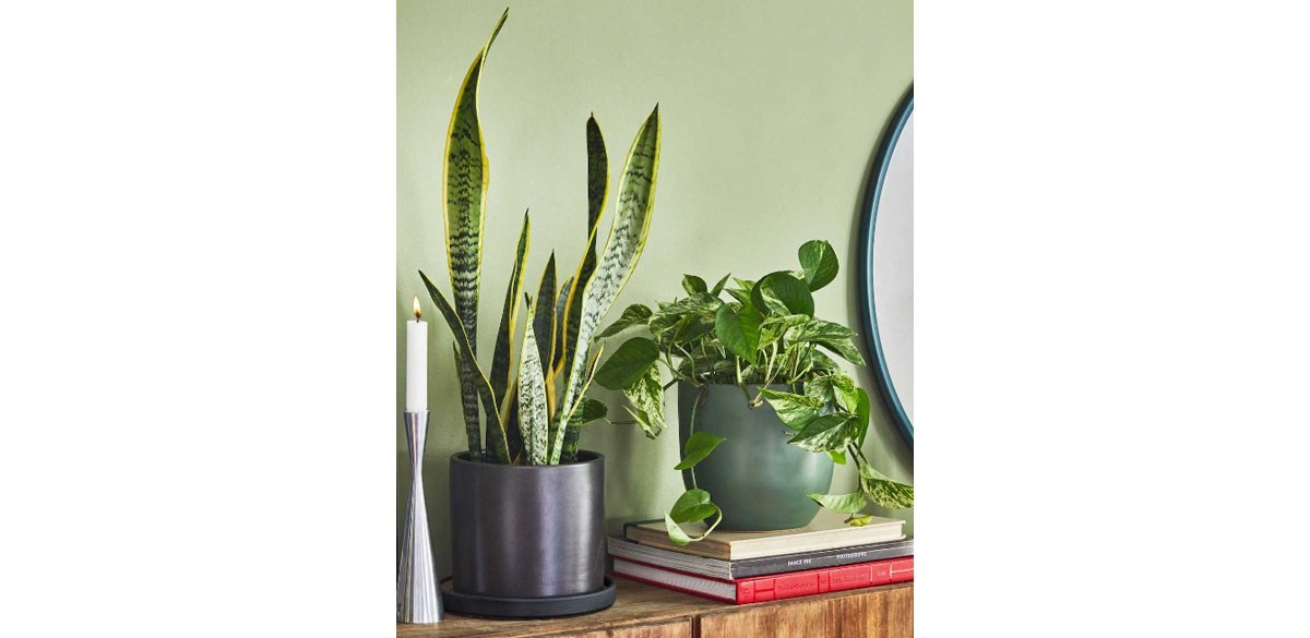 Low-light houseplants to brighten up your winter space | WHNT.com