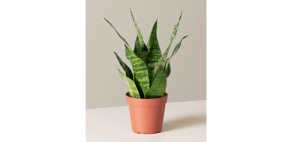 Snake Plant Zeylanica