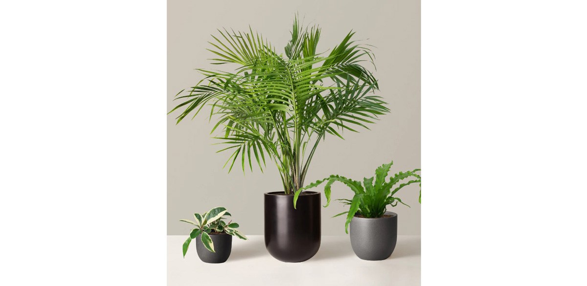 The Sill New Digs Pet Friendly Plant Trio
