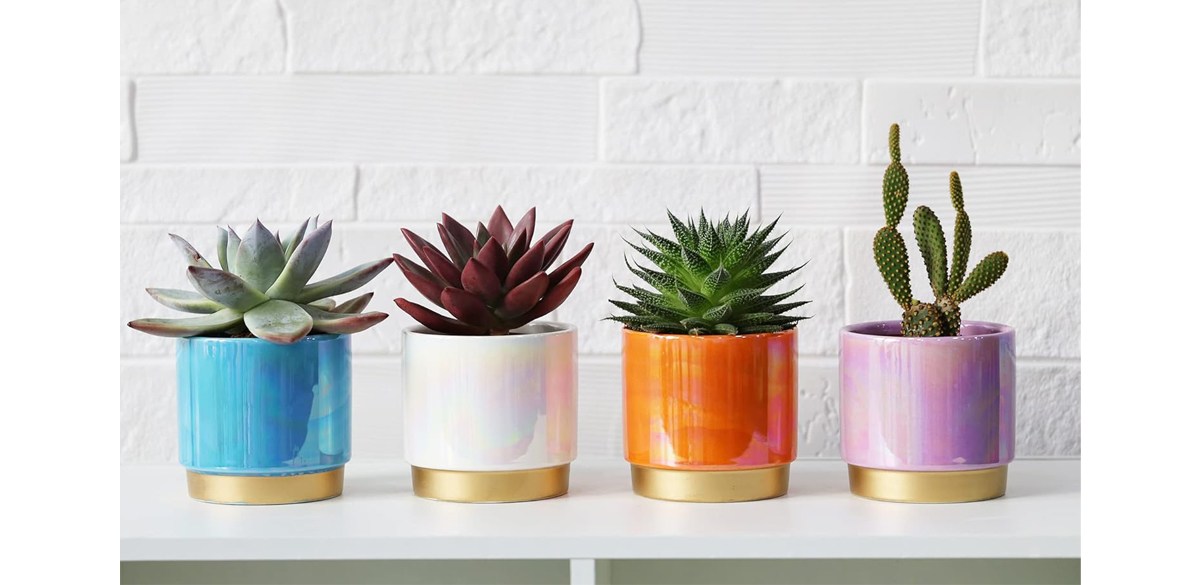 Succulent Pots for Plants