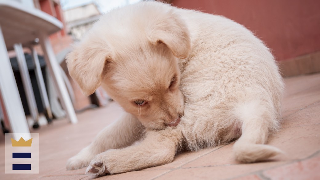 The best flea spray for home