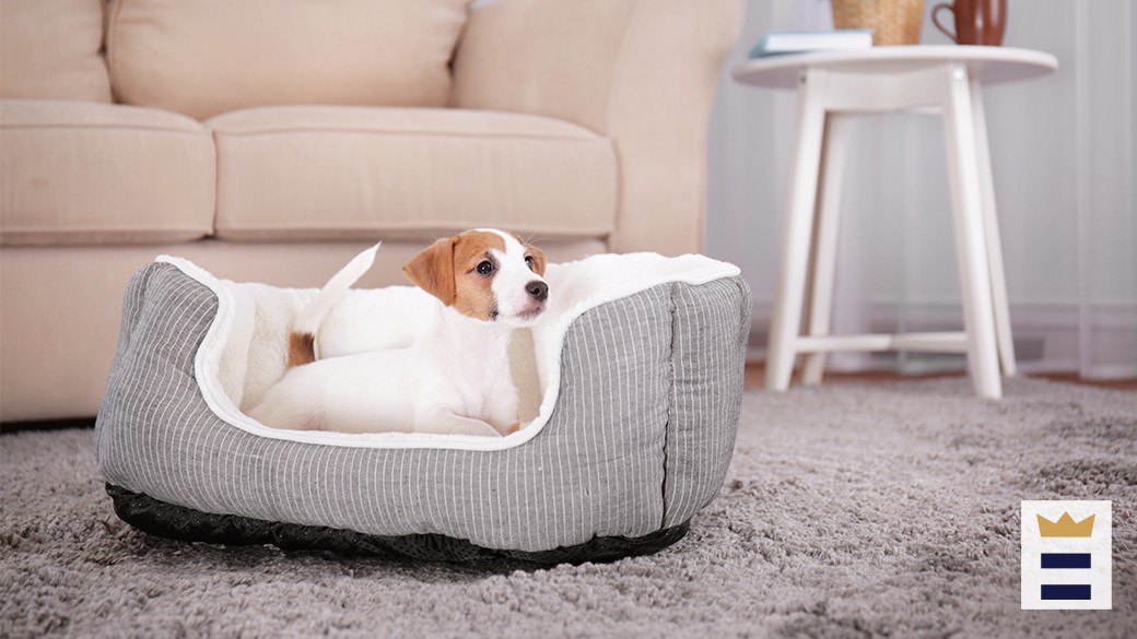 Most popular Chewy dog bed