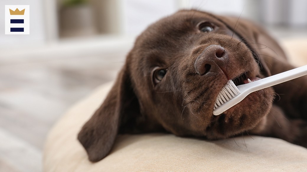 can dog toothpaste cause upset stomach