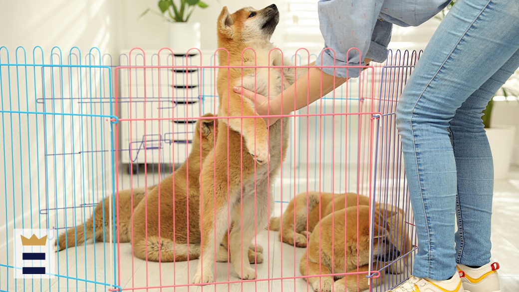 Best playpen for dogs