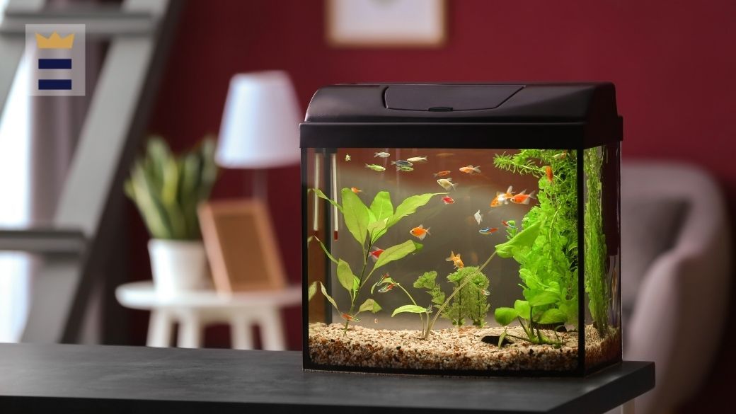 How to raise pH in an aquarium