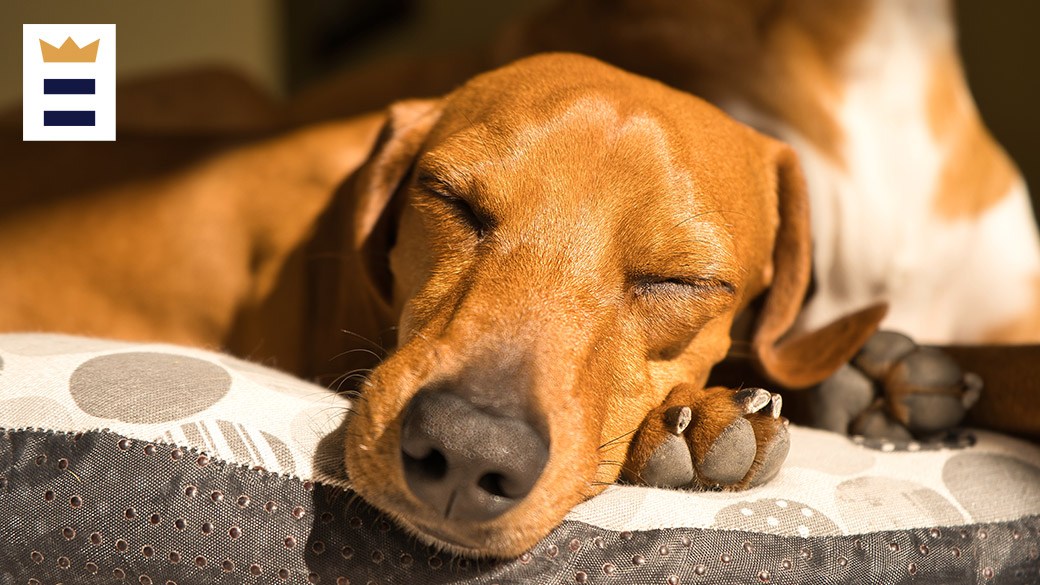 Best cooling dog bed