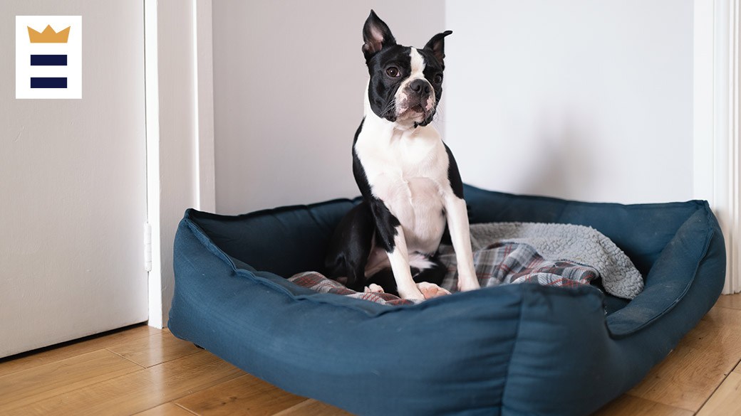 Best extralarge dog bed