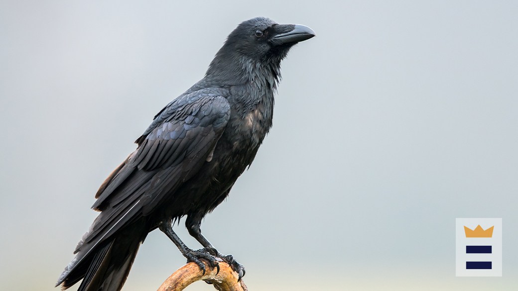 Best crow caller