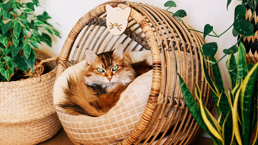Best wicker cat bed