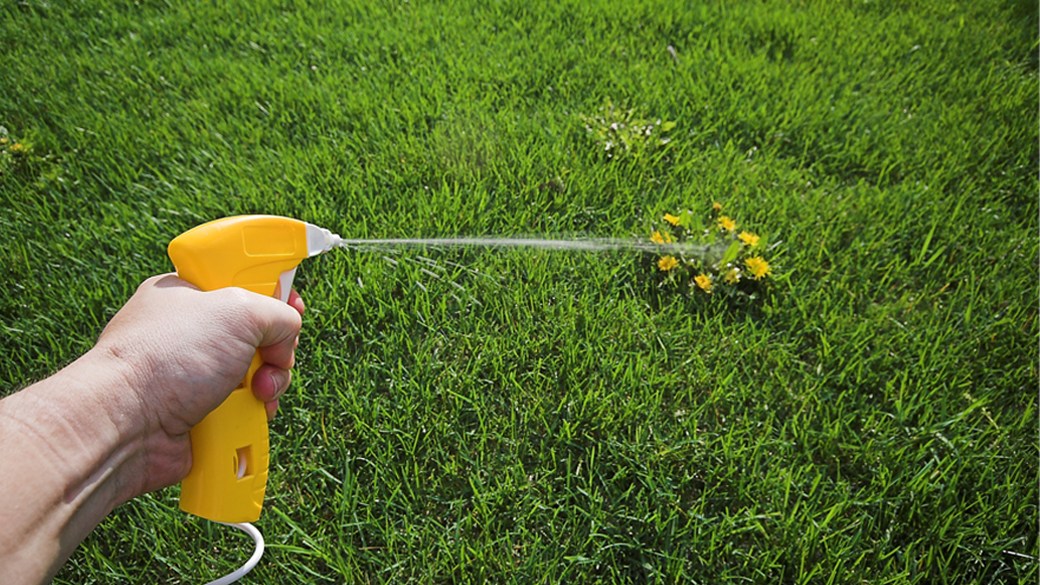 Best organic weed killer for lawns