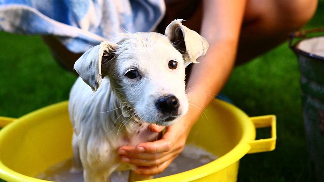 How often to bathe a puppy
