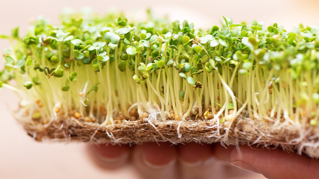 Best plant heating mat