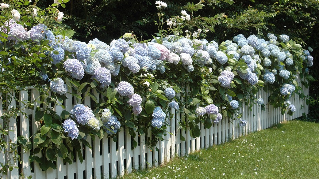 Best fertilizer for hydrangeas