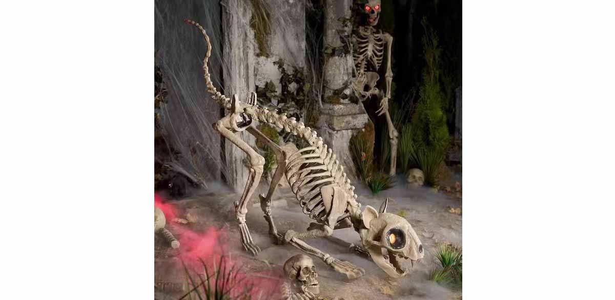 Skelly Cat
