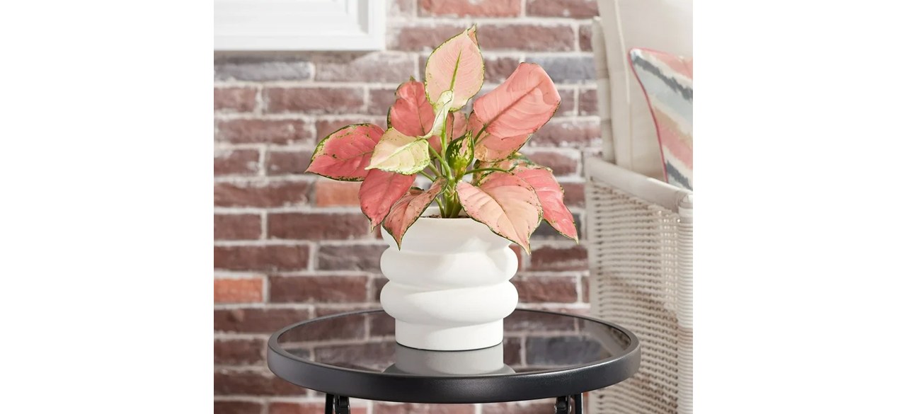 Better Homes & Gardens Pottery Chinooke Bubble Ceramic Planter on table in frony of brick wall