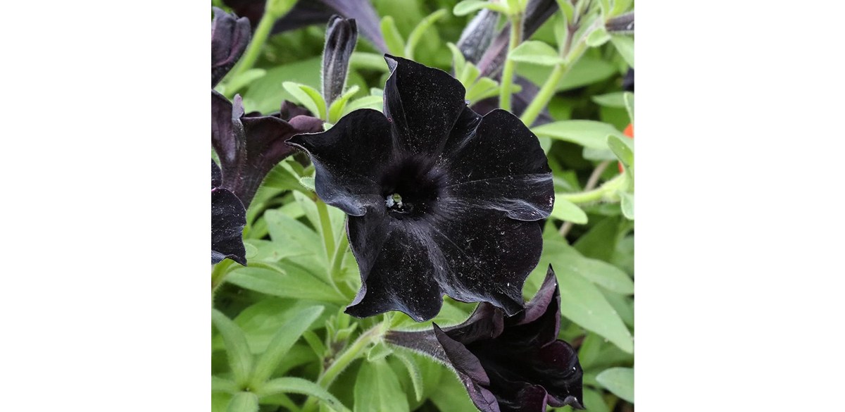 CHUXAY GARDEN Black Velvet Petunia 